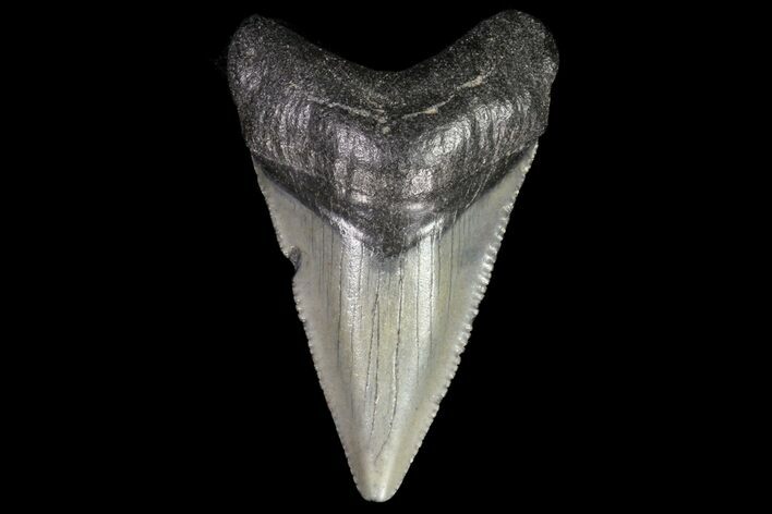 Juvenile Megalodon Tooth - Georgia #75312